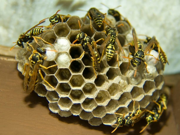 istock European Paper Wasp Nest 173557135