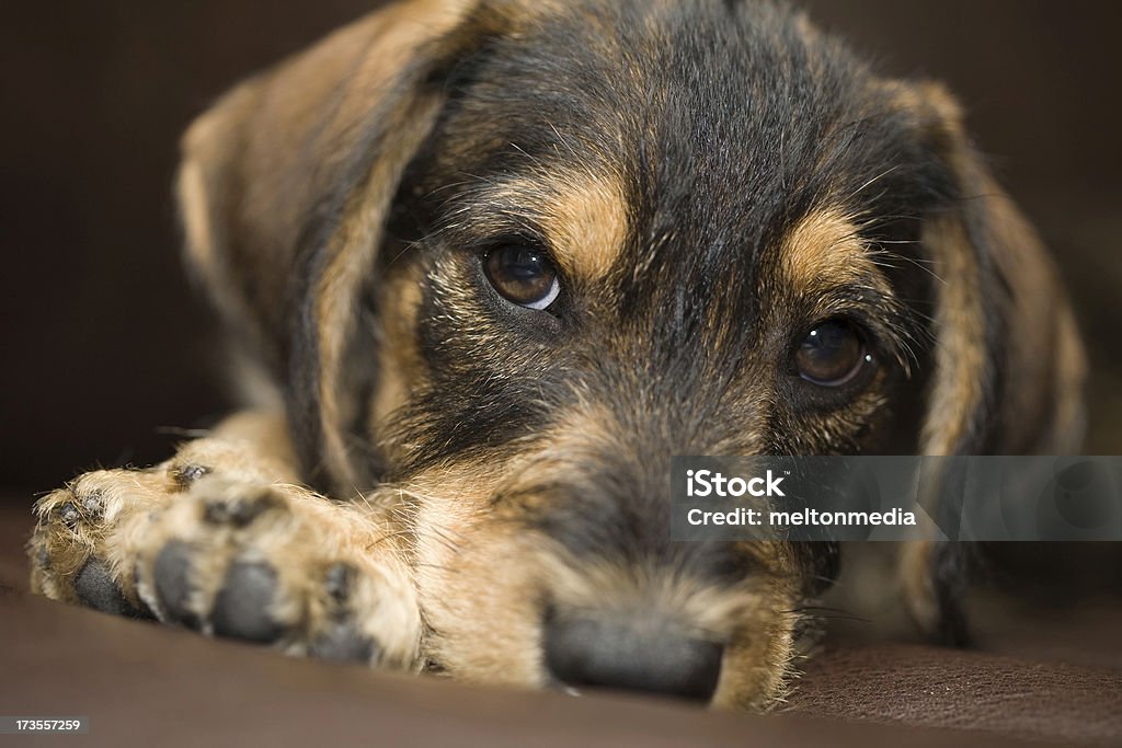Close-up Tiro de uma raça mista cachorrinho. - Royalty-free Animal Foto de stock