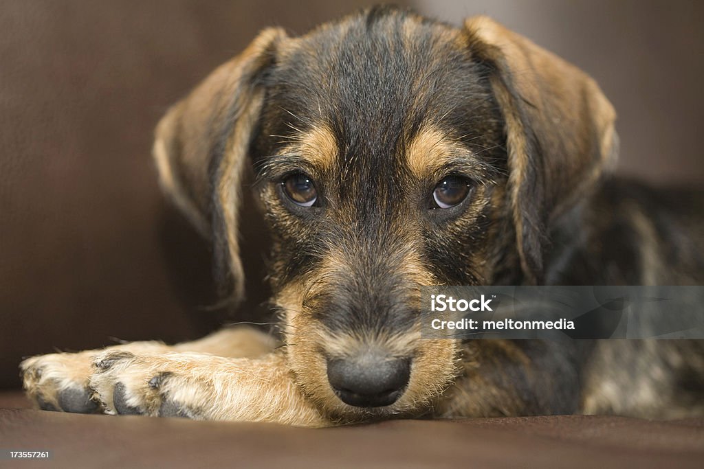 Close-up Tiro de uma raça mista cachorrinho. - Royalty-free Animal Foto de stock