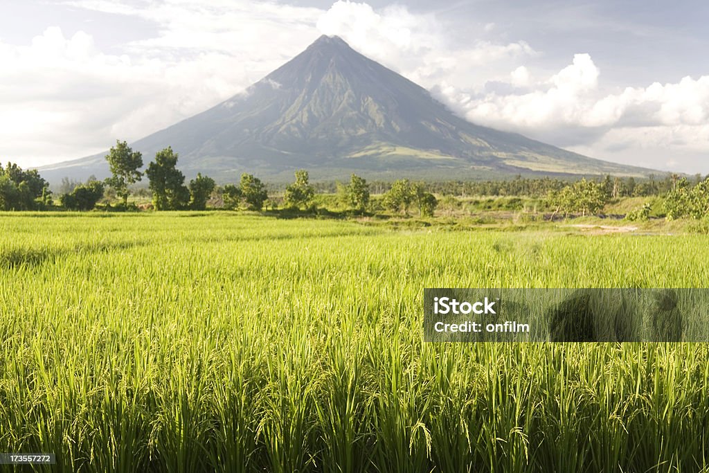 Volcan et champ de riz - Photo de Agriculture libre de droits