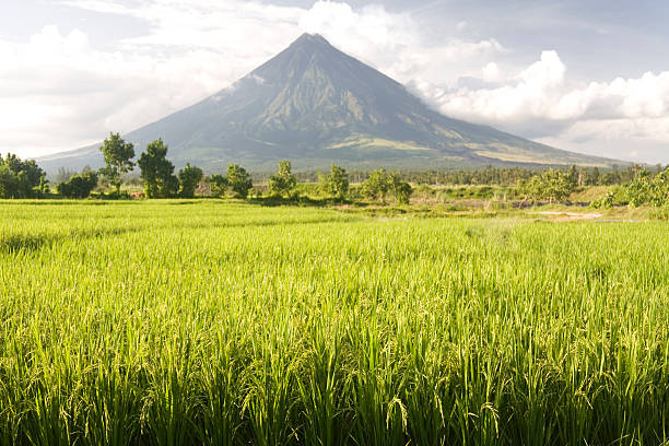 volcan et champ de riz - philippines mt mayon volcano rice photos et images de collection