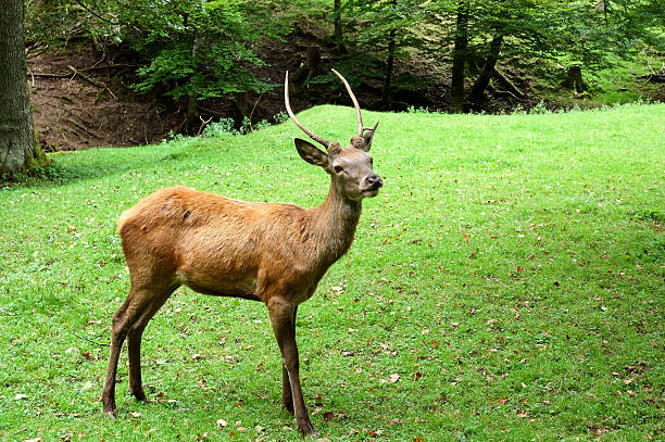 Młody mężczyzna Deer – zdjęcie