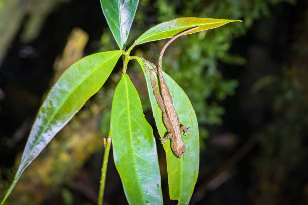 istock Insects at night in Monteverde cloud forest (Costa Rica) 1735573387