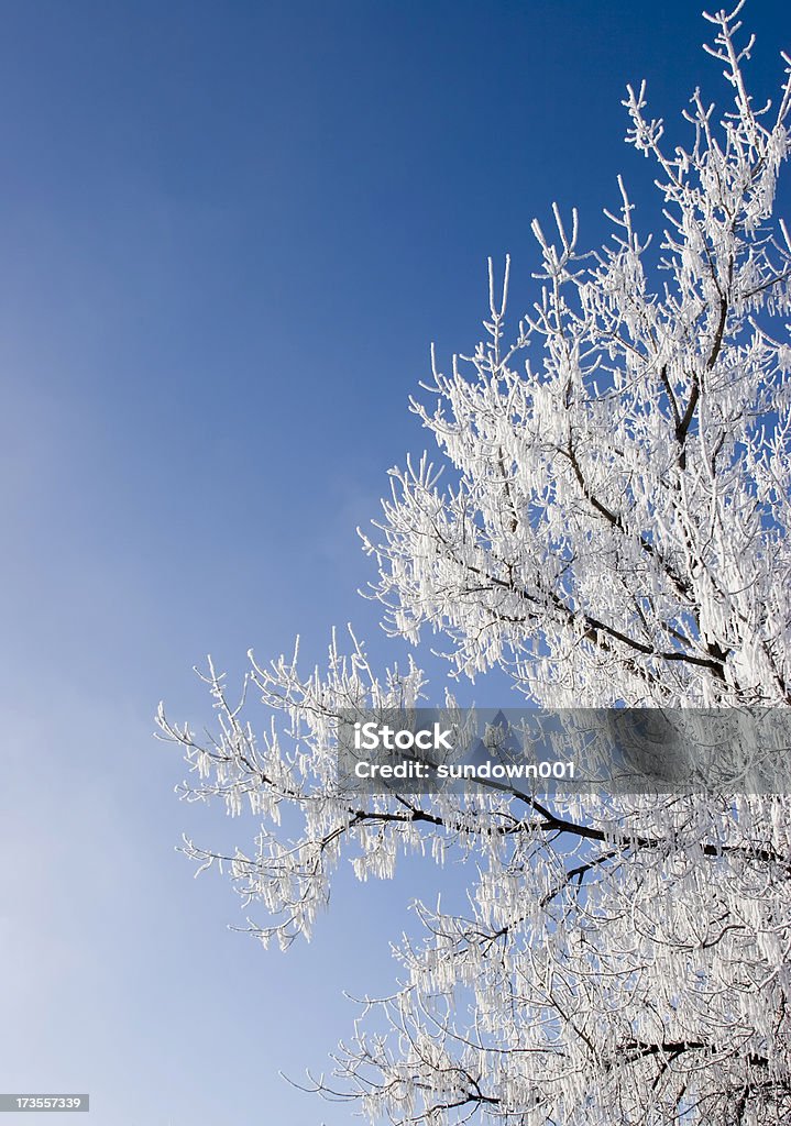 Hoar Frost - 로열티 프리 겨울 스톡 사진