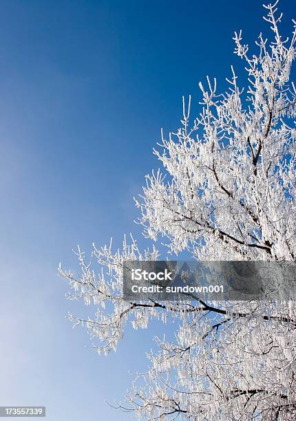 Hoar Frost 겨울에 대한 스톡 사진 및 기타 이미지 - 겨울, 계절, 나무
