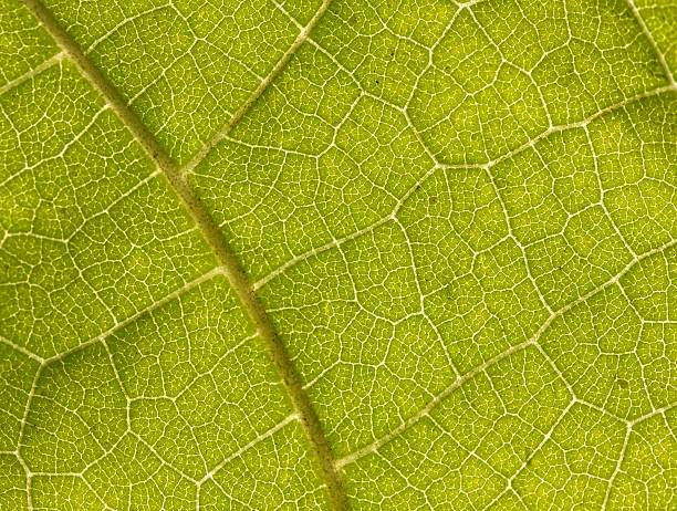 istock Close up of green leaf. 173557446