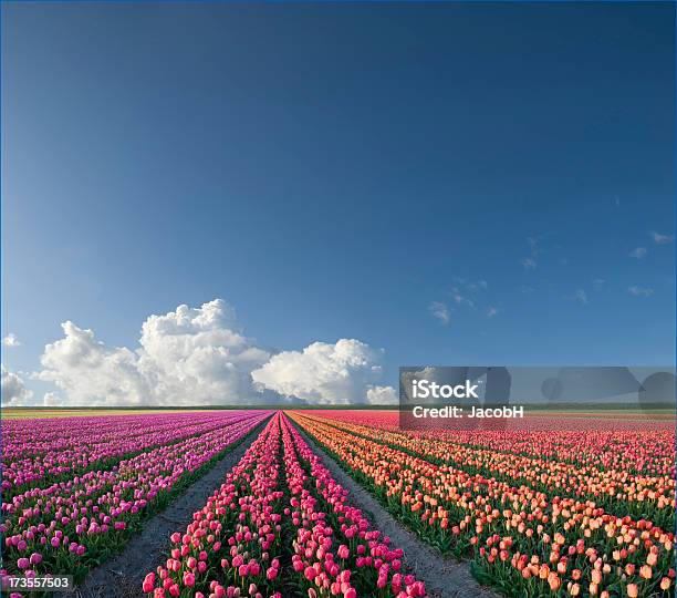 Paesaggio Di Primavera - Fotografie stock e altre immagini di Agricoltura - Agricoltura, Ambientazione esterna, Botanica