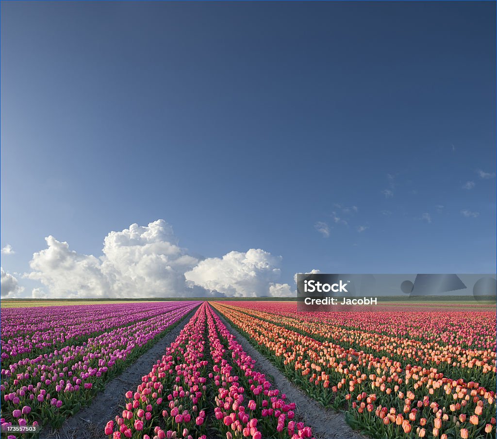 春の風景 - オランダのロイヤリティフリーストックフォト