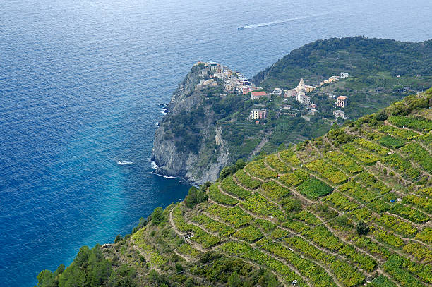 istock Vineyards and Corniglia, Italy 173557571