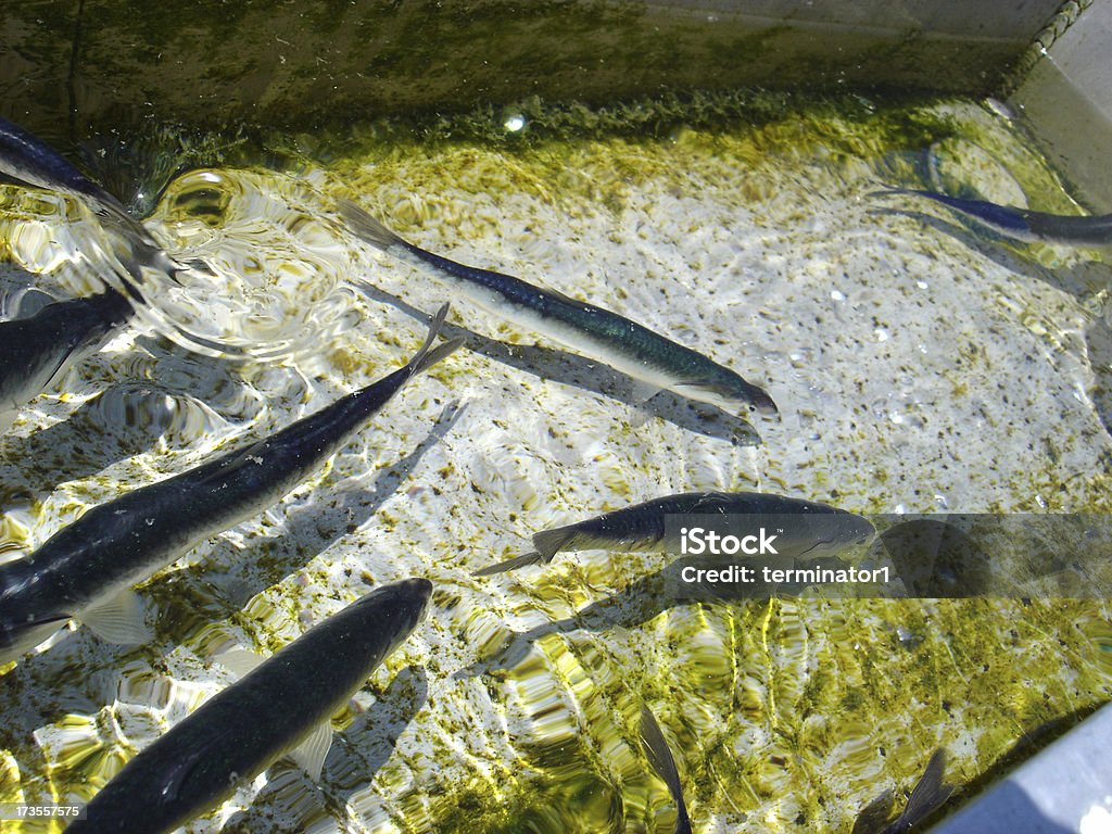 Poissons piscine - Photo de Animaux en captivité libre de droits