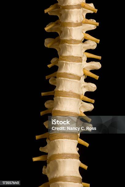 휴머니즘 척추 의학 척추교정요법 정형외과 의료용 모델 Heathcare 격리됨에 컷아웃에 대한 스톡 사진 및 기타 이미지 - 컷아웃, 사람 뼈, 0명