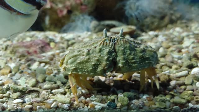 Close up of crab crawling at the bottom of aquarium in Institute of Oceanography, Nha Trang city, Vietnam.