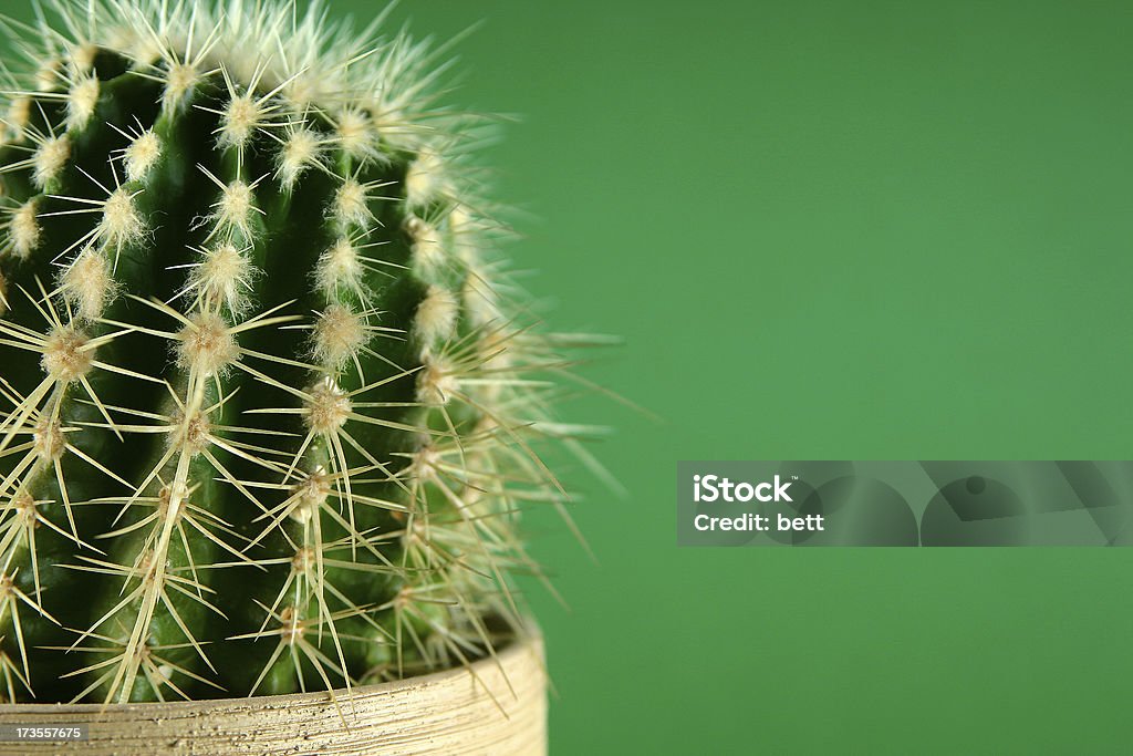 cactus - be careful "cactus, be careful" Aloe Stock Photo