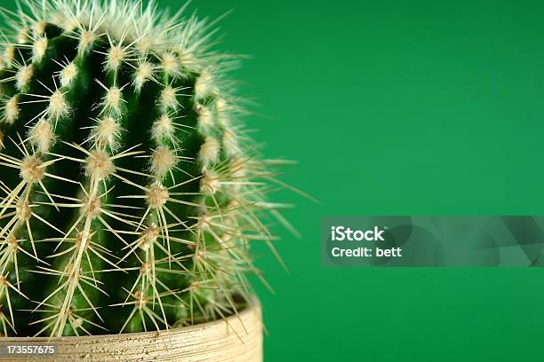 Cactus Be Careful Stock Photo - Download Image Now - Aloe, Alternative Medicine, Animal Body