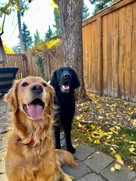istock Flat-coat and Golden Retriever Smiling 1735577732