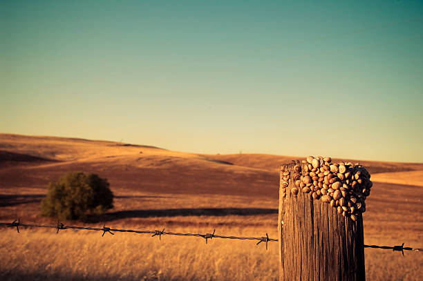 Australian farm paddock wheat field with snails Fence post with Snails and barbed wire in the afternoon sun. farmer-drought-australia stock pictures, royalty-free photos & images