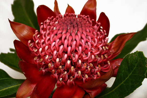 Australian native flower, the state flower of New South Wales