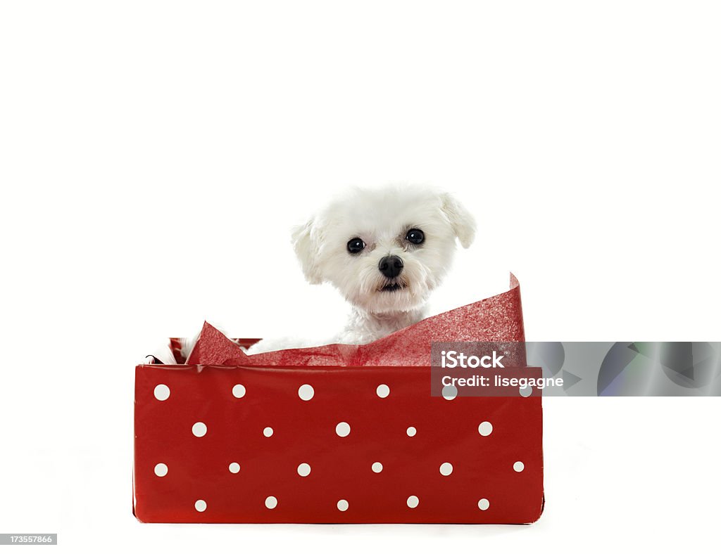 De Natal Gift - Royalty-free Amizade Foto de stock