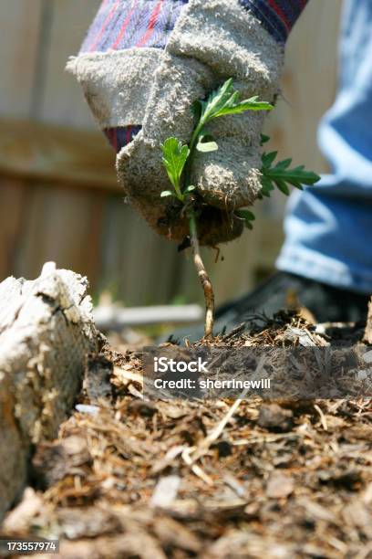 Ziehen Weeds Stockfoto und mehr Bilder von Arbeiten - Arbeiten, Berufliche Beschäftigung, Blume