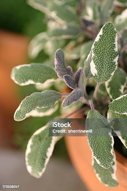 Sage En El Patio Foto de stock y más banco de imágenes de Arcilla - Arcilla, Condimento, Flora