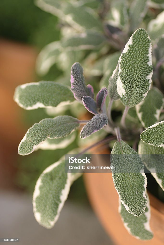 Sauge sur la terrasse - Photo de Cache-pot libre de droits