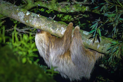 A sloth hanging from a tree in Monteverde (Costa Rica)