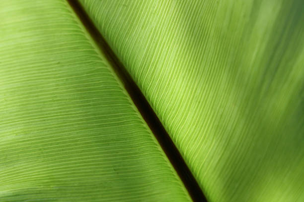 istock Detail of a green leaf (close-up) 173558143