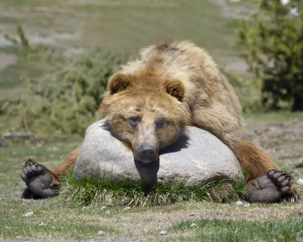 Grizzly Bear resting comfortablly on large rock