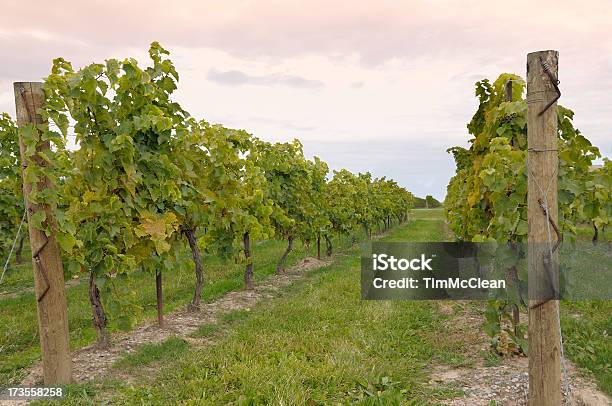 Vineyard At Dusk Stock Photo - Download Image Now - Agricultural Field, Agriculture, California