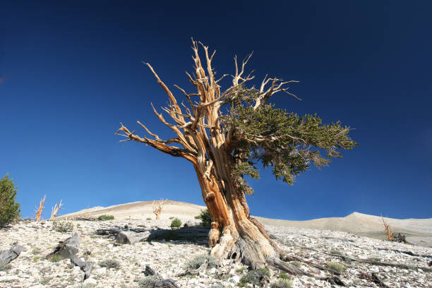 antica pino aristata - 09 - bristlecone pine foto e immagini stock