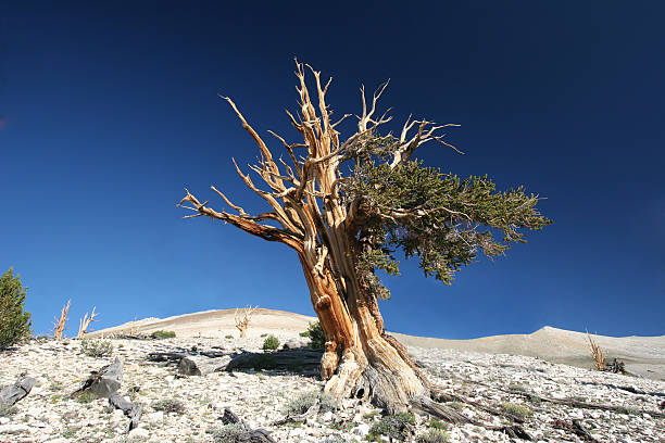 starożytnym sosna oścista - 09 - twisted tree california usa zdjęcia i obrazy z banku zdjęć