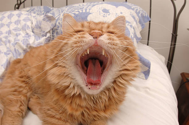 Yawning Cat stock photo