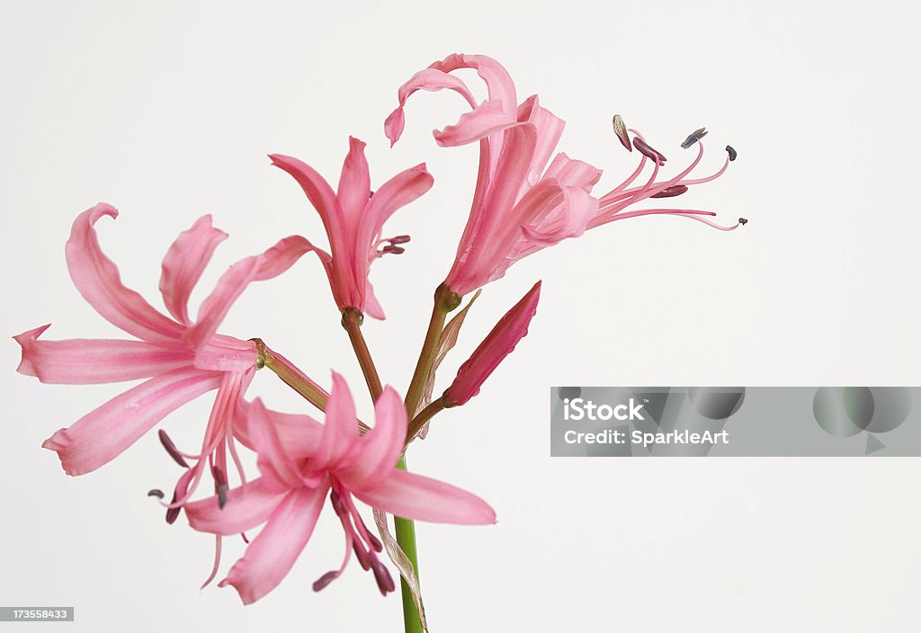 Розовые лилии изолированные на белом фоне - Стоковые фото Лепесток роялти-фри