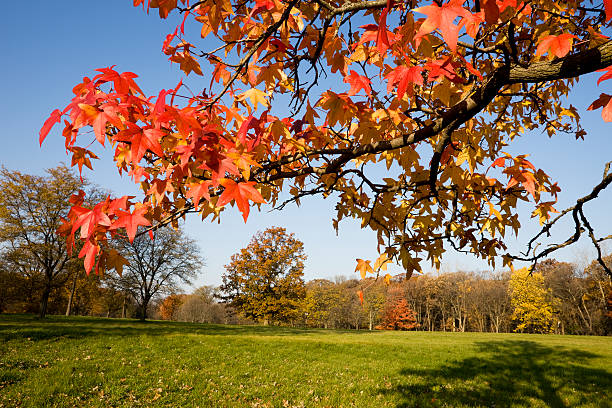 otoño scence en la región central de los estados unidos - lisle fotografías e imágenes de stock