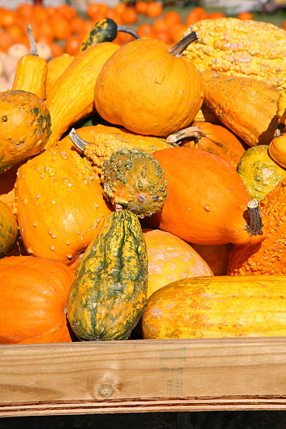 istock Crate Of Colorful Gourds, 173558573