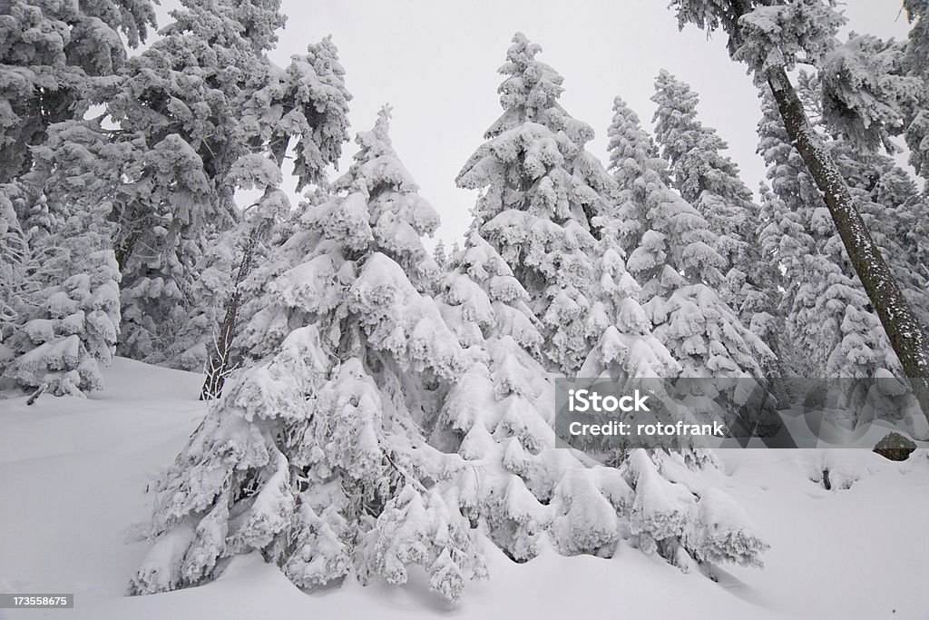 Zimowy Las - Zbiór zdjęć royalty-free (Bez ludzi)