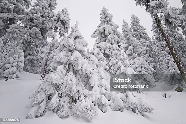 Floresta De Inverno - Fotografias de stock e mais imagens de Abeto - Abeto, Congelado, Contraste
