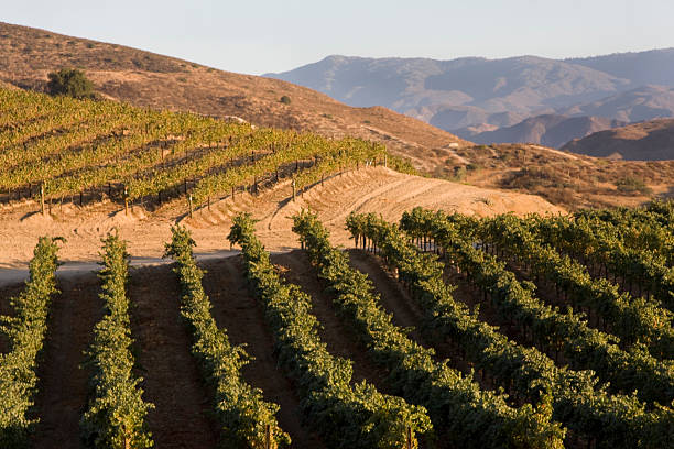 istock Vineyards, Hillside Grapevines, Winery, Agriculture Landscape 173558774