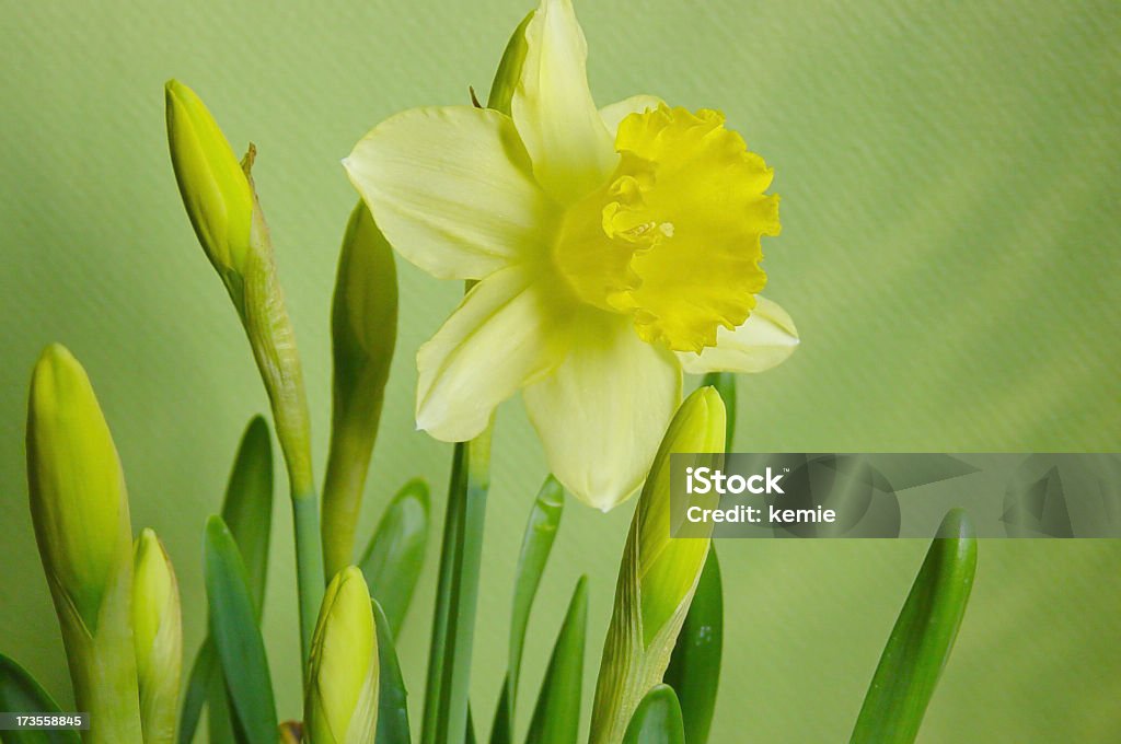 Narciso - Foto de stock de Amarillo - Color libre de derechos