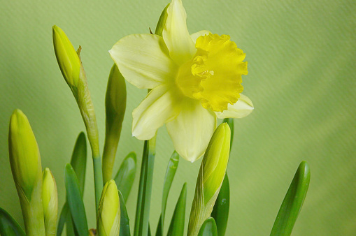 yellow easter lilly on green background. 