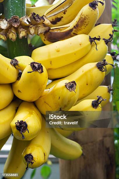 Banana Bunch On The Tree Stock Photo - Download Image Now - Agriculture, Banana, Banana Tree