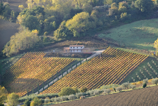 Early morning light on the coloured vineyards