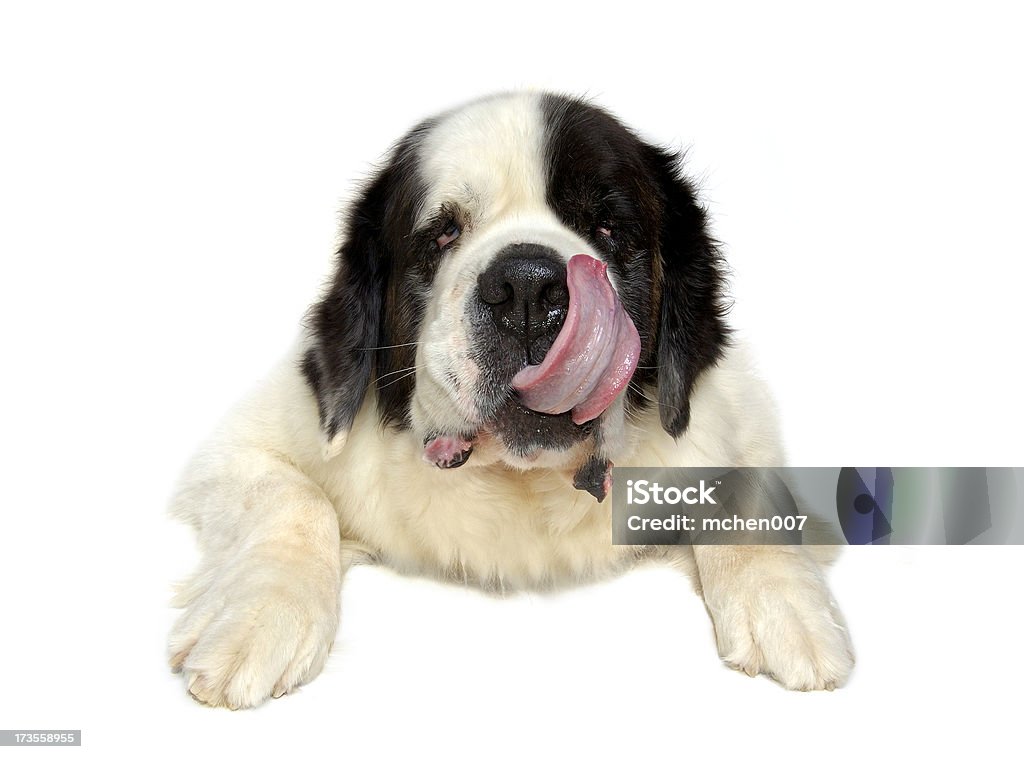 Os animais: Cão isolado Saint Bernard - Royalty-free Cão Foto de stock