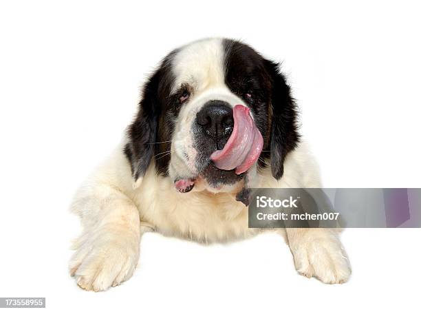 Os Animais Cão Isolado Saint Bernard - Fotografias de stock e mais imagens de Cão - Cão, Lamber os Lábios, São Bernardo