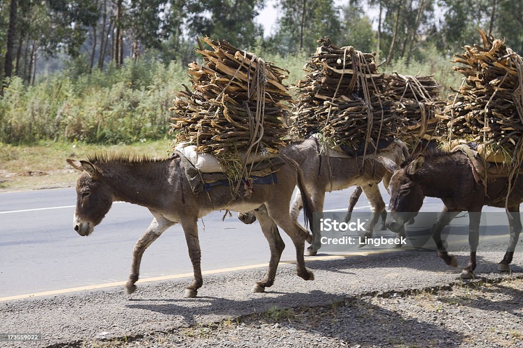 Donkey carrying a heavy load "Donkeys carrying a heavy load in Ethiopia, Africa." Donkey Stock Photo