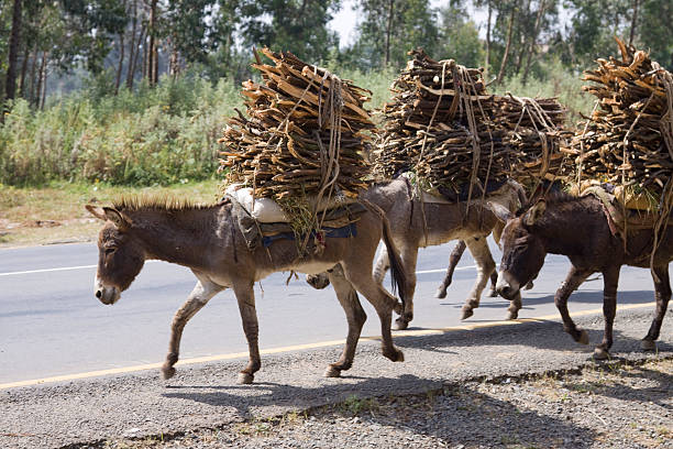 Donkey Carrying A Heavy Load Stock Photo - Download Image Now - Donkey,  Loading, Carrying - iStock