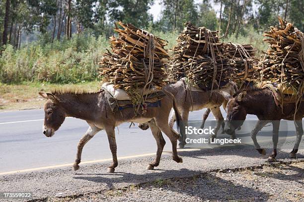 Donkey Carrying A Heavy Load Stock Photo - Download Image Now - Donkey, Loading, Africa