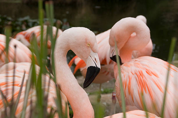 Animals: Pink Flamingos stock photo