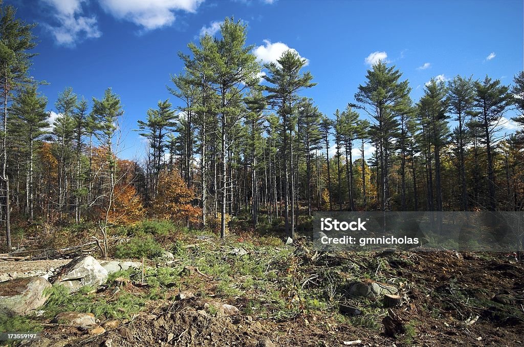 Waldgrundstücks - Lizenzfrei Baum Stock-Foto