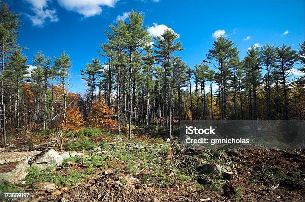 Waldgrundstücks Stockfoto und mehr Bilder von Baum - Baum, Blatt - Pflanzenbestandteile, Blau